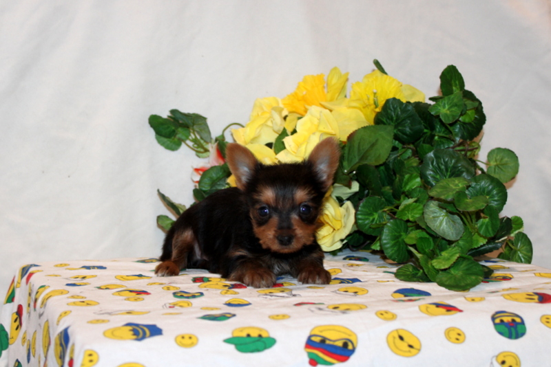 puppy, for, sale, Yorkshire Terrier, Matthew B. Stoltzfus, dog, breeder, Gap, PA, dog-breeder, puppy-for-sale, forsale, nearby, find, puppyfind, locator, puppylocator, aca